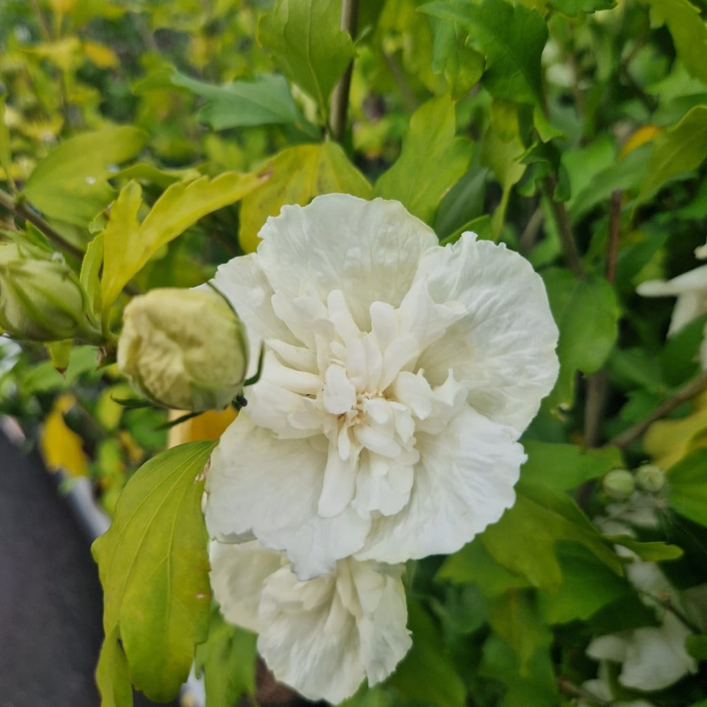 Syrisk rose - Hibiscus syriacus 'White Chiffon' - 5 liter - Anchers ...