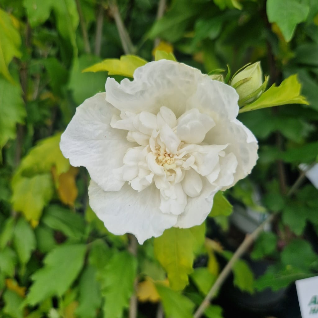 Syrisk rose - Hibiscus syriacus 'White Chiffon' - 3,4 liter - Anchers ...