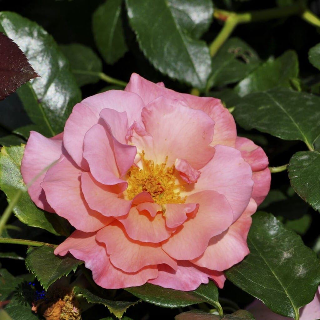 Rose 'Rosenresli' - Slyngrose