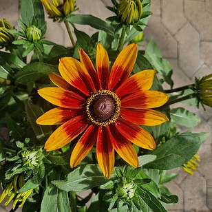 Sunbeckia Rudbeckia-Hybrid