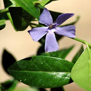 Vintergrøn 'Atropurpurea' | Vinca minor 'Atropurpurea'