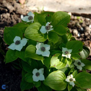 Canadisk Hønsebær - Cornus canadensis