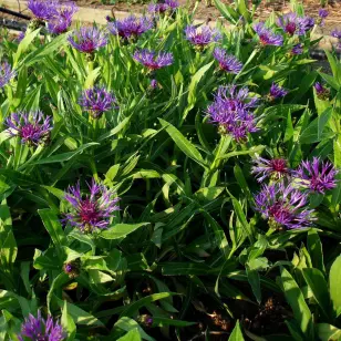 Bjergknopurt 'Grandiflora' | Centaurea montana 'Grandiflora'