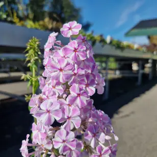 Floks 'Natascha' - Phlox maculata 'Natascha'