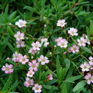 Stenhøjsbrudeslør 'Rosea' | Gypsophila repens 'Rosea'