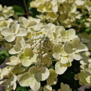 Syrenhortensia 'Ophelia Switch' | Hydrangea paniculata 'Ophelia Switch'