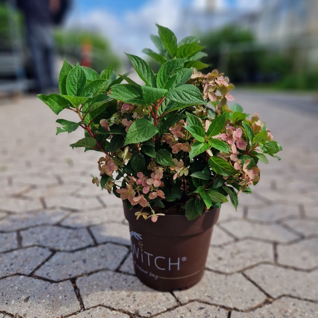 Syrenhortensia 'Ophelia Switch' | Hydrangea paniculata 'Ophelia Switch'