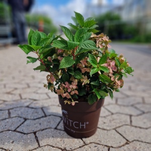 Syrenhortensia 'Ophelia Switch' | Hydrangea paniculata 'Ophelia Switch'