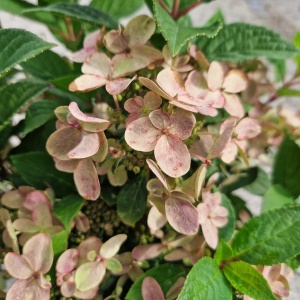 Syrenhortensia 'Ophelia Switch' | Hydrangea paniculata 'Ophelia Switch'