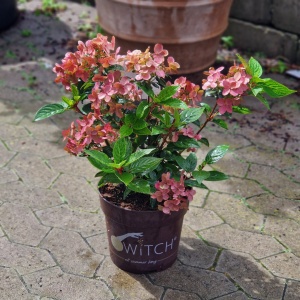 Syrenhortensia 'Ophelia Switch' | Hydrangea paniculata 'Ophelia Switch'