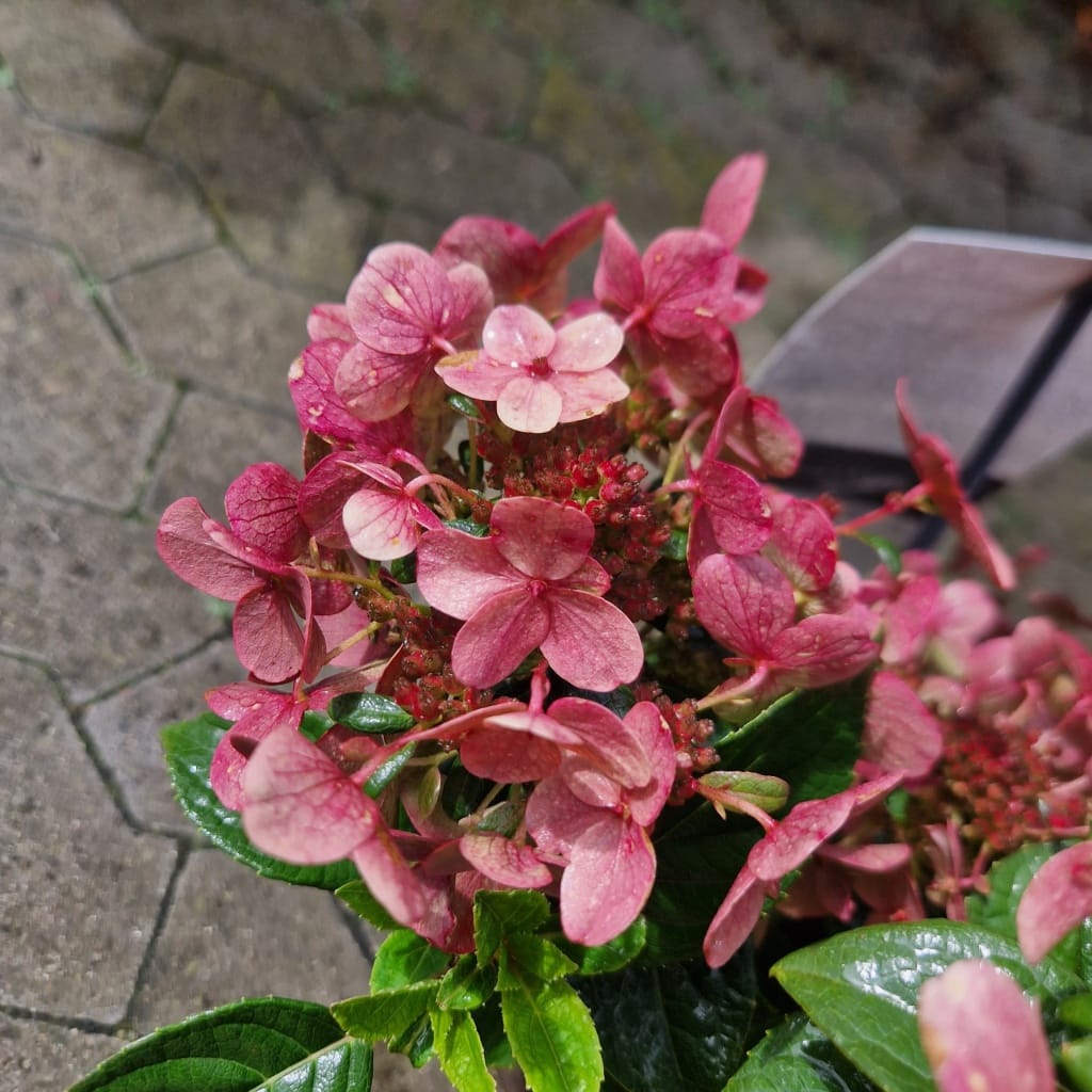 Syrenhortensia 'Ophelia Switch' | Hydrangea paniculata 'Ophelia Switch'