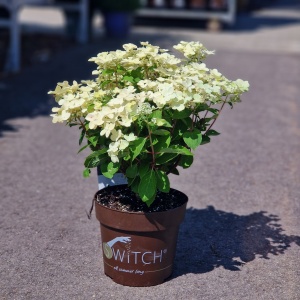 Syrenhortensia 'Ophelia Switch' | Hydrangea paniculata 'Ophelia Switch'