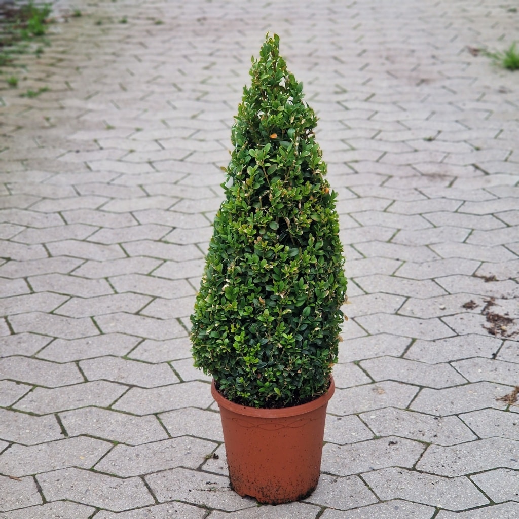 Buksbum pyramide | Buxus sempevirens