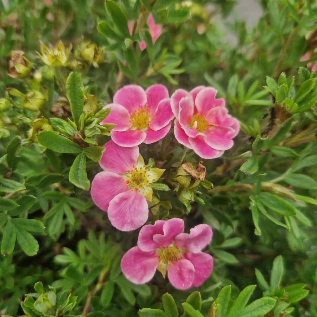 Buskportentil 'Pink Paradise' | Potentilla frut. 'Pink Paradise'