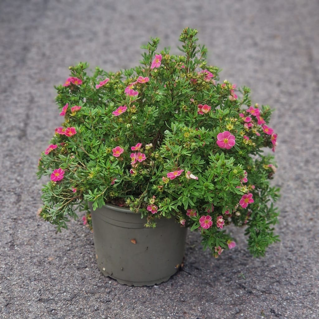 Buskportentil 'Pink Paradise' | Potentilla frut. 'Pink Paradise'