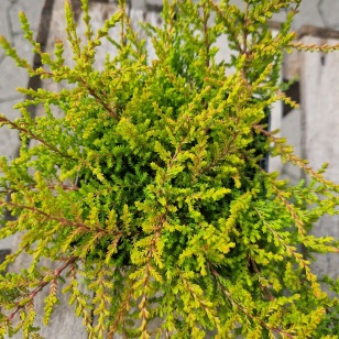 Efterårslyng 'Bonita' - Calluna vulgaris 'Bonita'