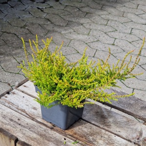 Efterårslyng 'Bonita' - Calluna vulgaris 'Bonita'