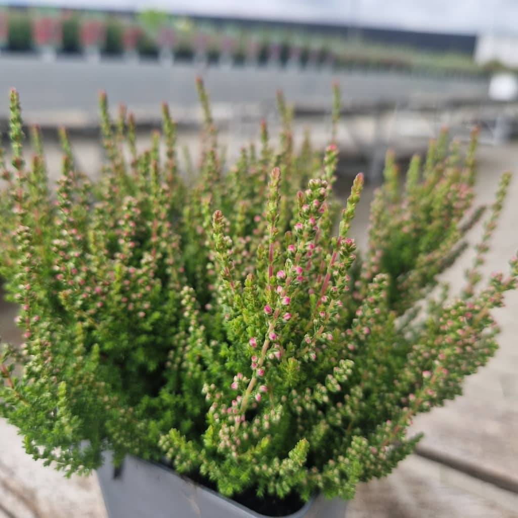 Efterårslyng 'Dark Beauty' - Calluna vulgaris 'Dark Beauty'