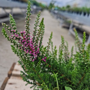 Efterårslyng 'Nico' - Calluna vulgaris 'Nico'