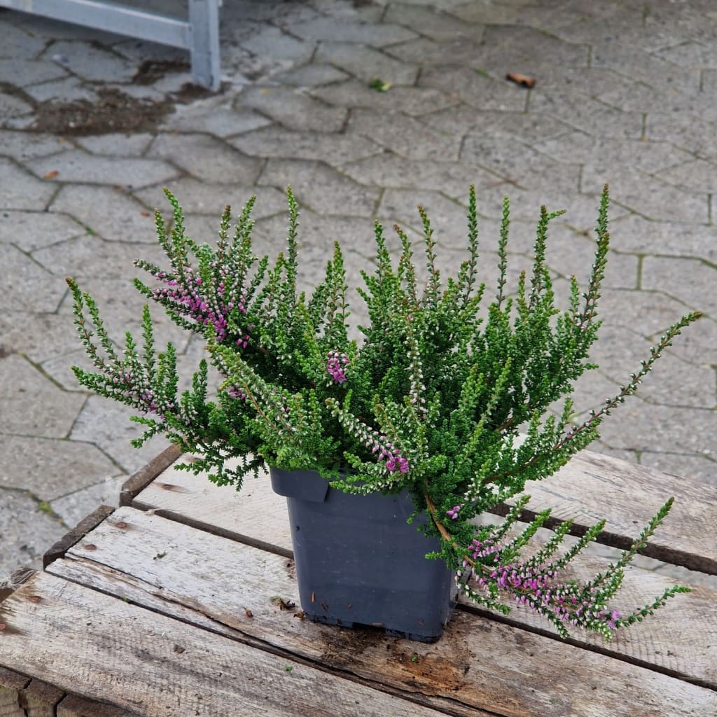 Efterårslyng 'Nico' - Calluna vulgaris 'Nico'