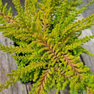 Efterårslyng 'Wickwar Flame' - Calluna vulgaris 'Wickwar Flame'