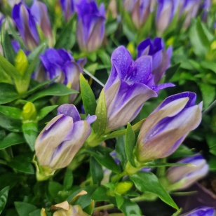 Ensian | Gentiana scabra