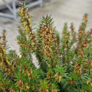 Forårslyng 'Cornelia' - Erica Carnea 'Cornelia'