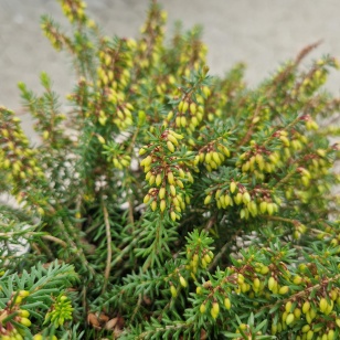 Forårslyng 'Winterfreude' - Erica carnea 'Winterfreude'