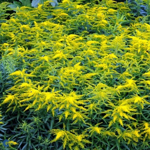 Gyldenris 'Laurin' | Solidago hybrid 'Laurin'