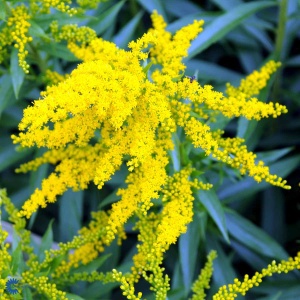 Gyldenris 'Laurin' | Solidago hybrid 'Laurin'