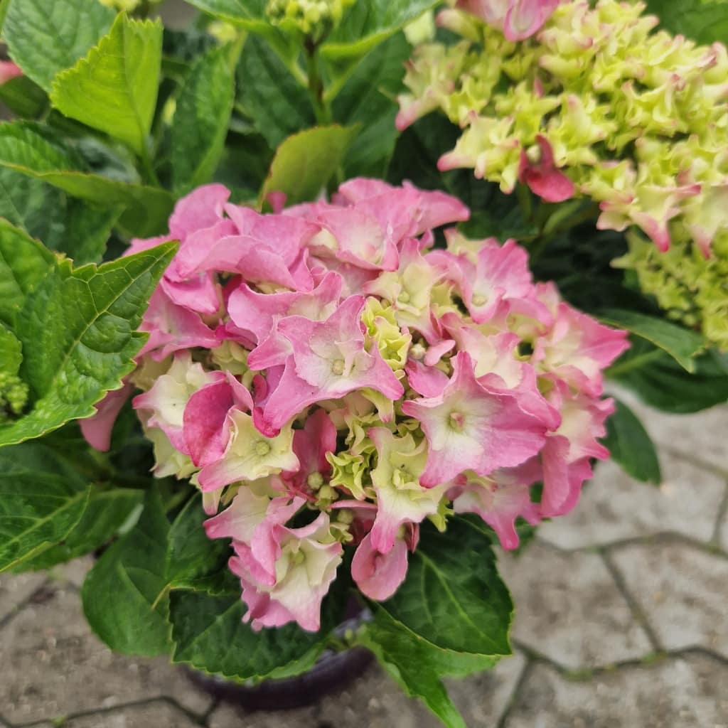 Hortensia 'Forever & Ever'