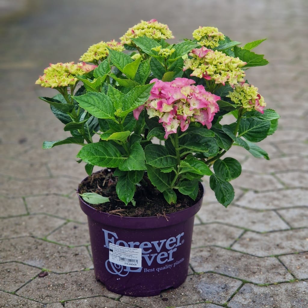 Hortensia 'Forever & Ever'