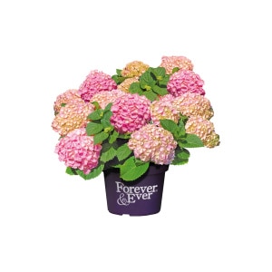 Hortensia 'Forever & Ever'