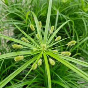 Nilgræs | Cyperus zumula