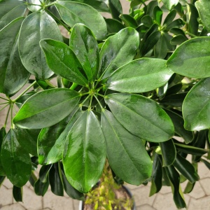 Paraplyplante | Schefflera