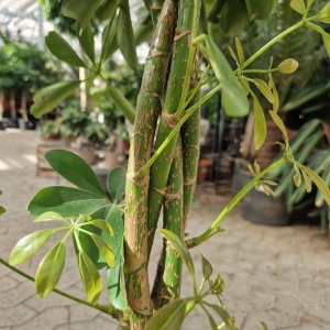 Paraplyplante | Schefflera