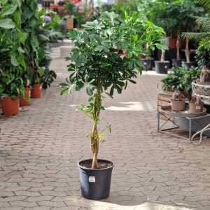 Paraplyplante | Schefflera