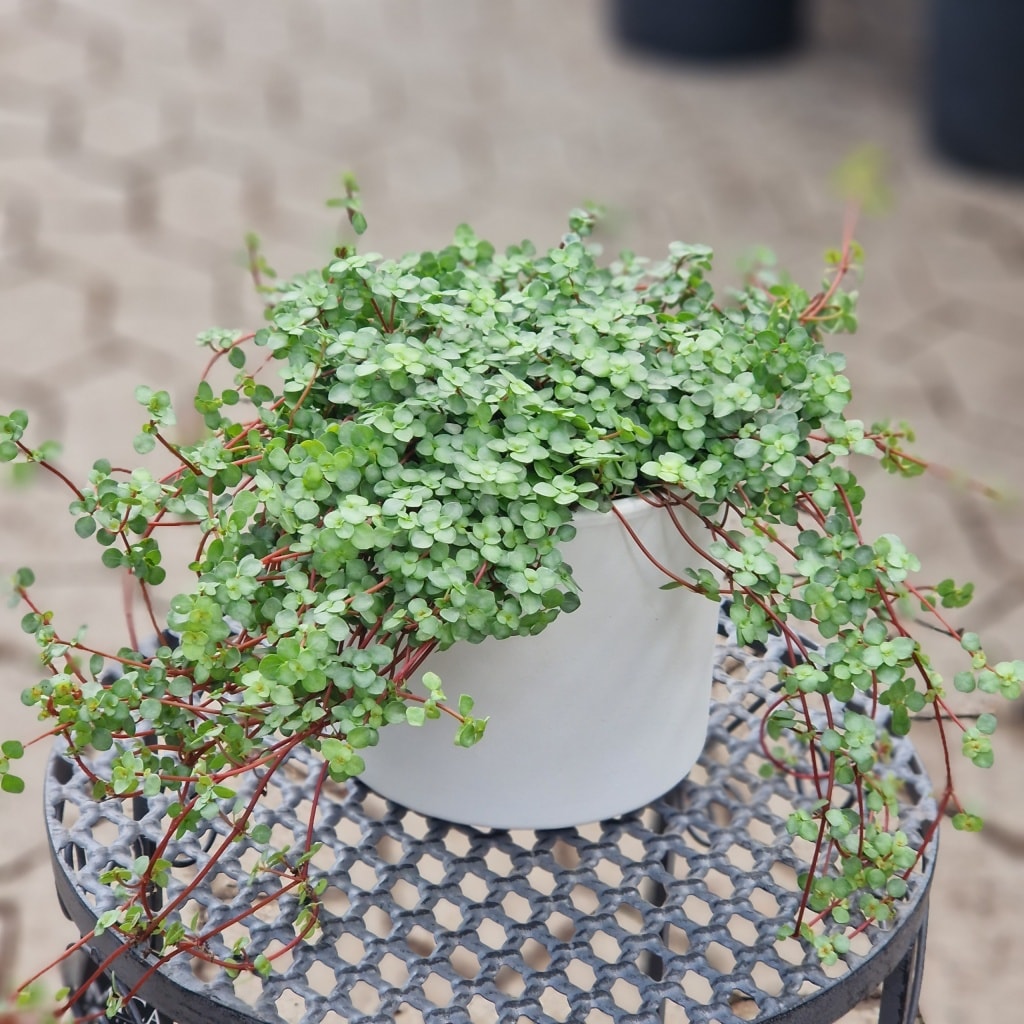 Pilea greyzy