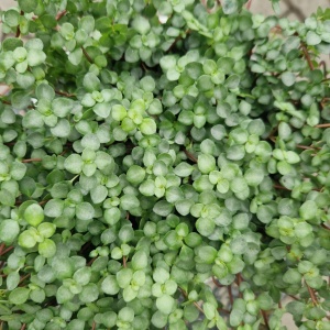 Pilea greyzy
