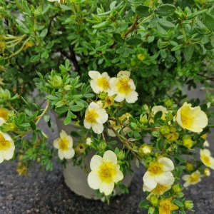 Buskpotentil | Potentilla frut. 'Limelight'