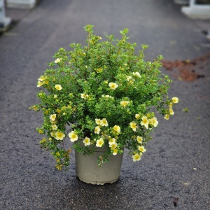 Buskpotentil | Potentilla frut. 'Limelight'