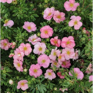 Buskpotentil | Potentilla frut. 'Lovely Pink'