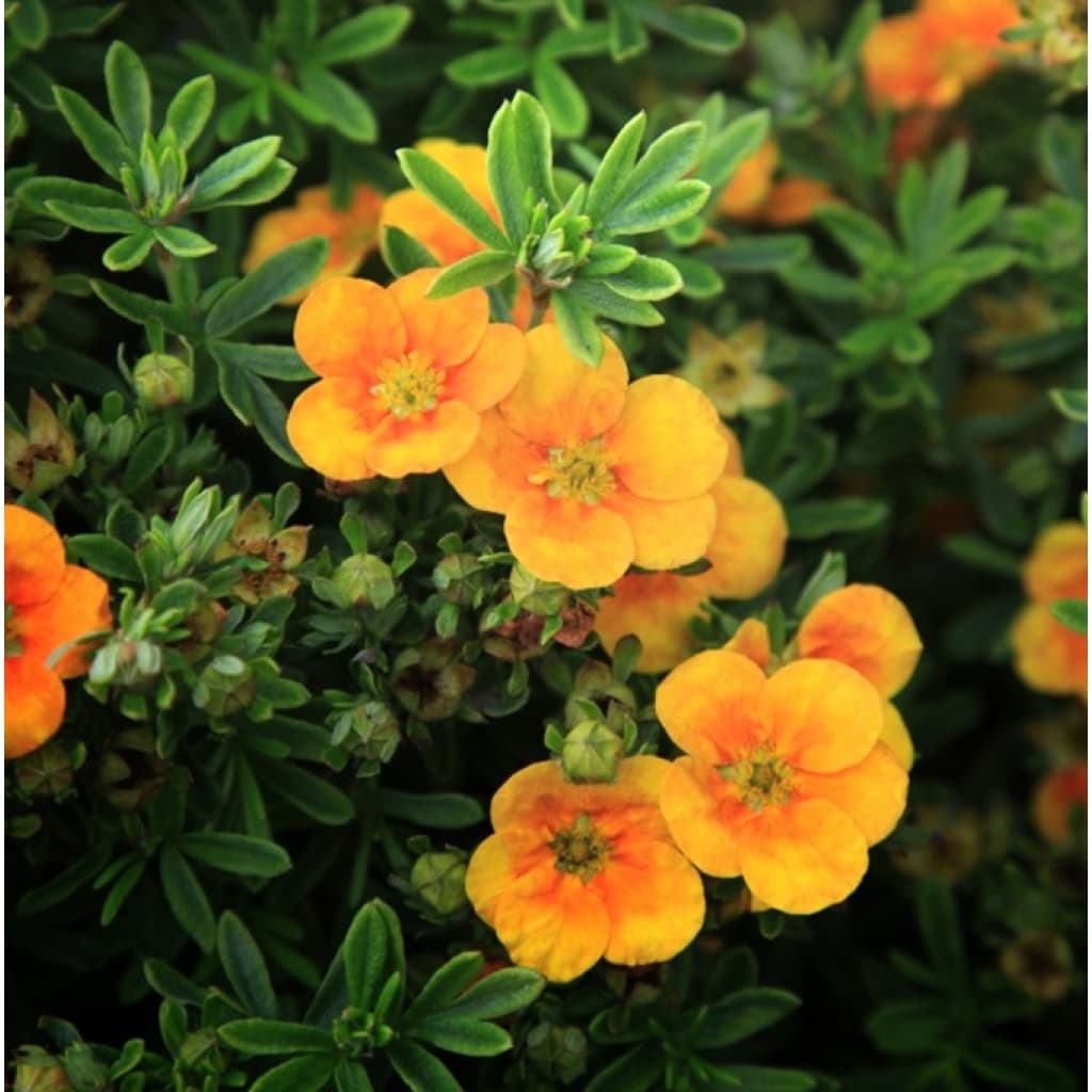 Buskpotentil | Potentilla frut. 'Mango tango'