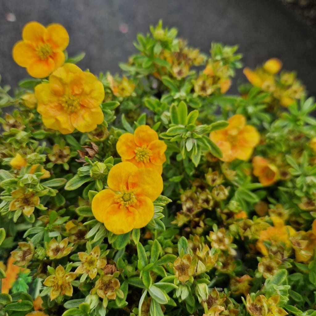 Buskpotentil | Potentilla frut. 'Mango tango'