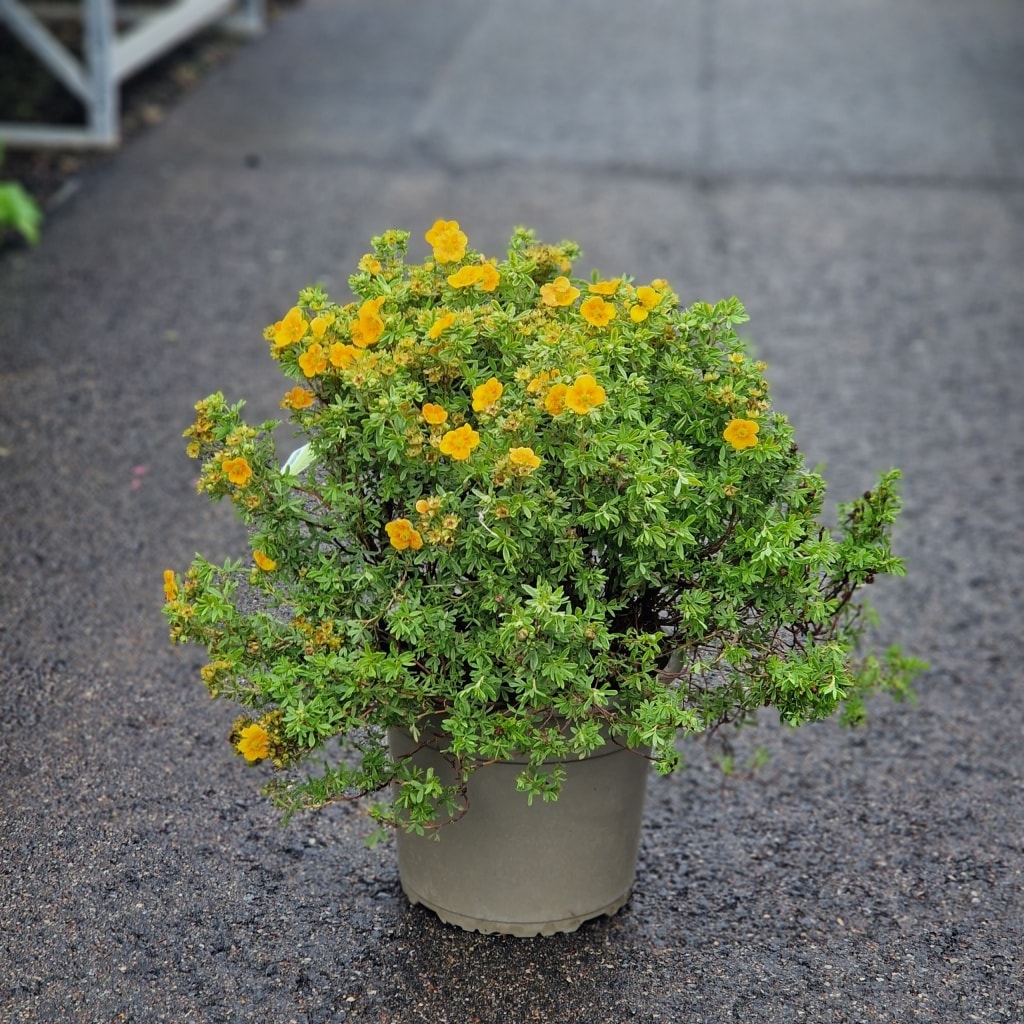 Buskpotentil | Potentilla frut. 'Mango tango'