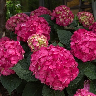 Hortensia 'Summer Love'®