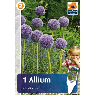 Blomsterløg - Allium Gladiator - 1 stk.