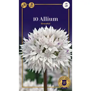 Blomsterløg - Allium Amplectens Gracefull - 10 stk.