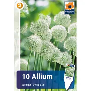 Blomsterløg - Allium Mount Everest - 10 stk.