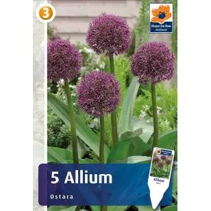 Blomsterløg - Allium Ostara - 5 stk.